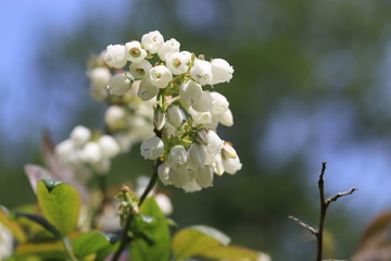 blooming blueberry tree in spring time
