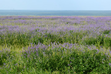 Fototapeta premium small patches of lavender in the meadow
