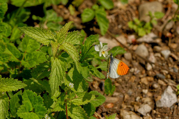 NATURE