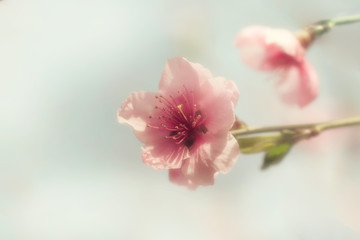 Beautiful peach flowers in the sunlight.