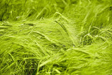 Ears of green wheat ready for harvest at sunset.
