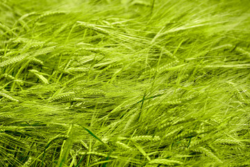 Ears of yellow wheat ready for harvest at sunset.