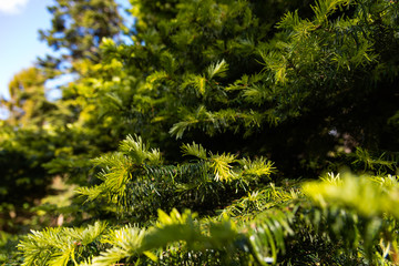 Fir branch close up, spring.