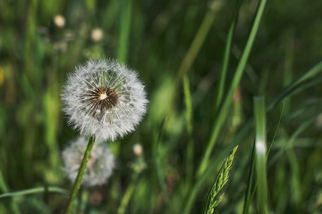 Fluffy dandelions in the park on a sunny spring day. Macro photo of wildlife.