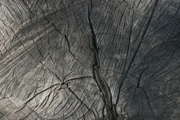 Sawed an old gray wood with deep cracks. Natural texture in the sunlight during the day.