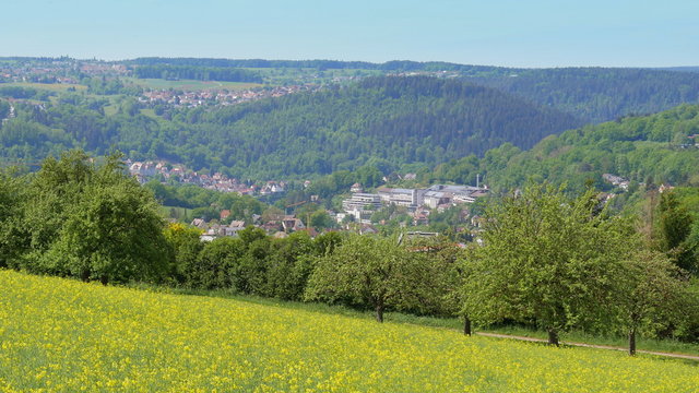 Blick auf Calw an einem Frühlingstag mit einem Rapsfeld und Bäumen im Vordergrund und den Stadteilen Wimberg, Alzenberg und Altburg im Hintergrund