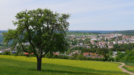 Fototapeta na wymiar Blick auf Calw - Heumaden an einem Frühlingstag mit einem Rapsfeld und Baum im Vordergrund und Wanderweg