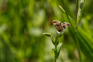 NATURE