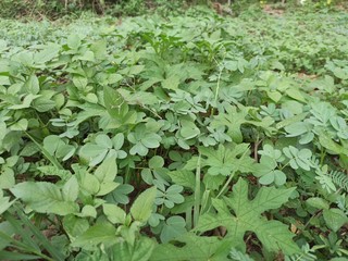 Beautiful green plants