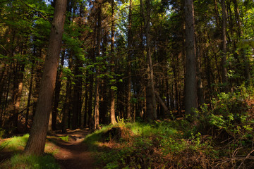 Fototapeta na wymiar Forest path in the morning, Scotland