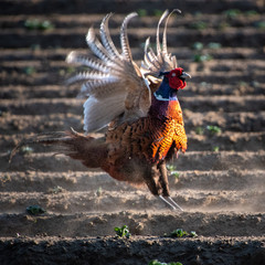 dancing pheasant