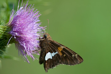 Silver-spotted Skipper