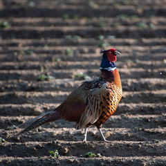 dancing pheasant