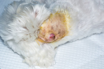 close-up photo of a white dog with a tumor on his skin prepared for surgery
