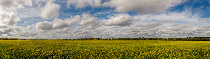 Blooming rapeseed yellow field under beautiful blue and cloudy sky in panoramic format