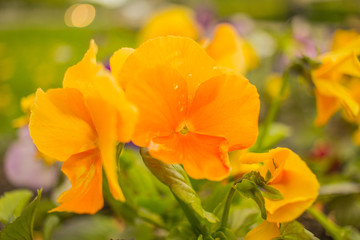 orange flower in the garden