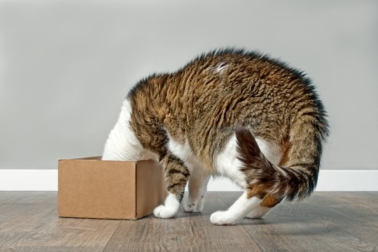 Funny tabby cat  stuck his head inside a cardboard box.