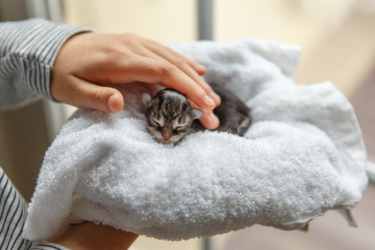 Girls hand touching a newborn kitten