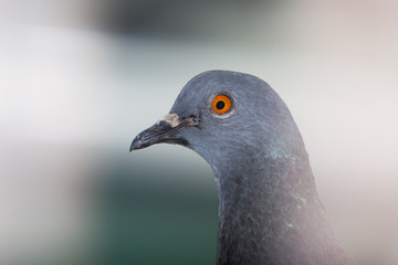 close-up photo of a beautiful common pigeon