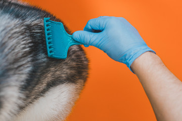 Closeup of a groomer combing a Siberian Husky dog with a comb. Dog care in a veterinary clinic.