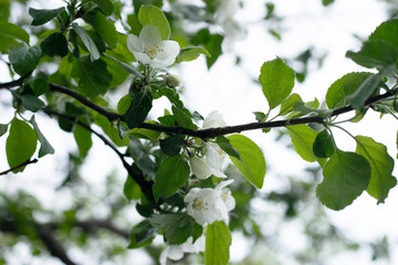 apple tree spring buds