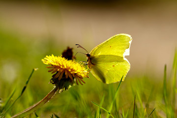 NATURE