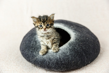 2 week old tabby kitten peaking out of its hiding place