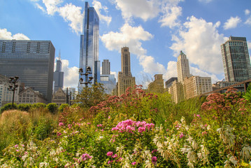 Skyscrapers of Chicago with flowers