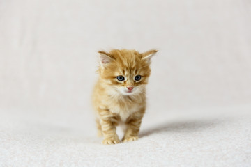 Orange tabby kitten with blue eyes standing on the cream background
