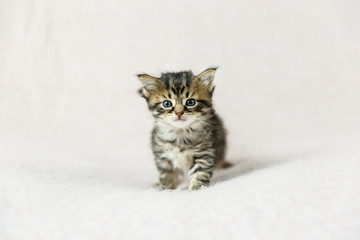 2 week old kitten on a cream background