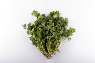 a bunch of fresh fragrant cilantro she is a caryander closeup on a white background