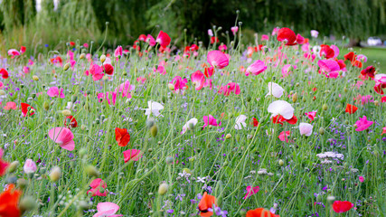 field of poppies
