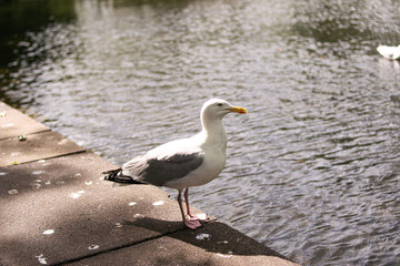 Photo of a nice seagull in a park in Dublin