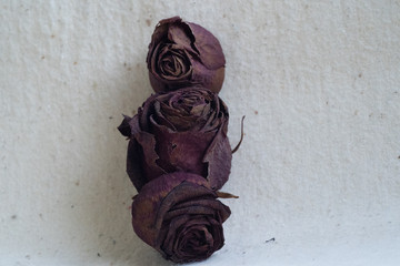 three dry roses on white background