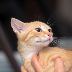 red with white striped kitten in hands