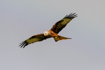 Red Kite (Milvus milvus) flying in mid-Wales