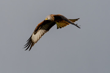 Red Kite (Milvus milvus) flying in mid-Wales