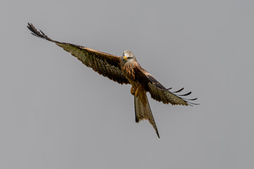 Red Kite (Milvus milvus) flying in mid-Wales