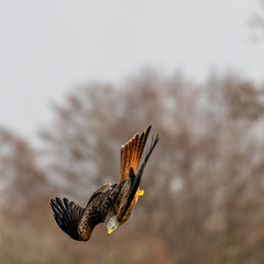 Red Kite (Milvus milvus) flying in mid-Wales