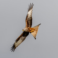 Red Kite (Milvus milvus) flying in mid-Wales