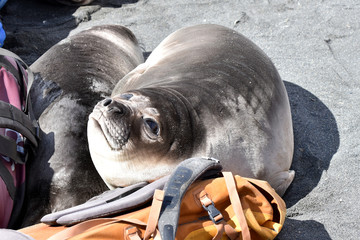Southern elephant seal at Gold Harbour, South Georgia Island