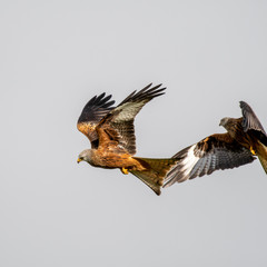 Red Kite (Milvus milvus) flying in mid-Wales