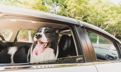 a border collie sitting in the car and looking outside 