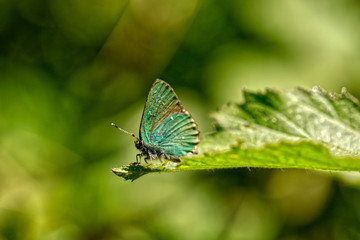 NATURE