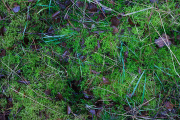Green Moss In Dry Grass And Fallen Leaves