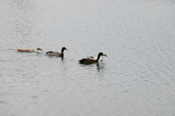 Wild and domestic ducks swim in the lake...