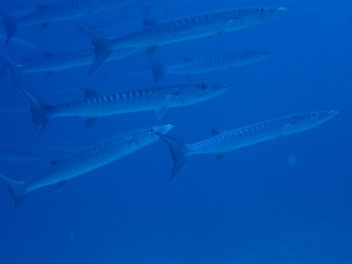 Traveling on the seabed of Thailand