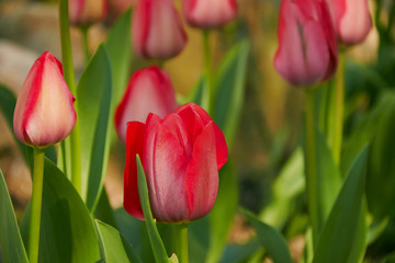 blooming red  tulips in the garden