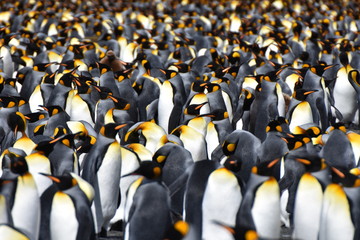 King penguins at Gold Harbour, South Georgia Island
