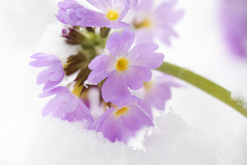 Flowers in the snow